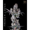 73662 maven genetics french lotus feminized
