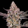 73665 maven genetics orange sapphire feminized