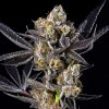 73668 maven genetics blue lotus s1 feminized
