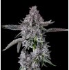 73671 maven genetics diamond lotus feminized