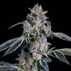 73674 maven genetics blue dashi feminized
