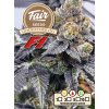 73809 fair seeds godfather og f1 feminized f1