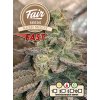 73866 fair seeds kush mints fast fastflowering feminized