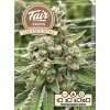 73890 fair seeds gas face auto autoflowering feminized