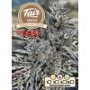 73902 fair seeds oreo octane fast fastflowering feminized