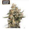73935 seedstockers super boof auto feminized autoflowering