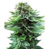 Sensi Seeds Northern Lights Autoflowering, feminized autoflowering (Balení 10 ks)
