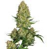 74007 sensi seeds skunk 1 autoflowering feminized autoflowering