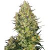 Sensi Seeds Shiva Skunk, feminized (Balení 10 ks)