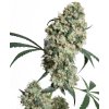 Sensi Seeds Ed Rosenthal Super Bud, regular (Balení 10 ks)