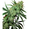 Sensi Seeds Fruity Juice, regular (Balení 10 ks)