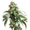 Sensi Seeds Jack Flash, regular (Balení 10 ks)