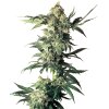 Sensi Seeds Northern Light, regular (Balení 10 ks)