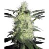 Sensi Seeds Silver Haze, regular (Balení 10 ks)