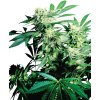 Sensi Seeds Skunk Kush, regular (Balení 10 ks)