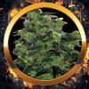74235 sumo seeds santa maria auto feminizovana autoflowering