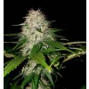 74238 sumo seeds sumo s og kush feminizovana