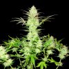 74244 sumo seeds ultimate ak feminized