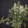 74250 sumo seeds white caramel cookie feminizovana