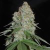 74256 sumo seeds white widow original feminizovana
