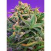 Sweet Seeds Sweet Cheese F1, feminized fast (Balení 100 ks)