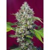 Sweet Seeds San Fernando Lemon Kush., feminized (Balení 3+1 ks)