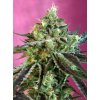74415 sweet seeds nurse auto cbd feminized autoflowering