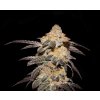 T.H. Seeds French Cookies, feminized (Balení 2 ks)