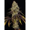 T.H. Seeds French Cookies, feminized (Balení 2 ks)