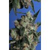 T.H. Seeds Kushage, feminized (Balení 10 ks)