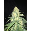 T.H. Seeds La S.A.G.E. CBD, feminized (Balení 2 ks)