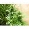 T.H. Seeds La S.A.G.E., feminized (Balení 2 ks)