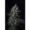 T.H. Seeds MK-Ultra Kush, feminized (Balení 10 ks)