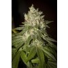 T.H. Seeds MK-Ultra Kush, feminized (Balení 10 ks)
