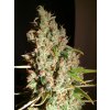 T.H. Seeds MOB, feminized (Balení 2 ks)