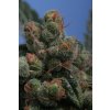 T.H. Seeds Sage´n Sour, feminized (Balení 10 ks)