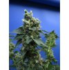74535 t h seeds sage n sour feminized