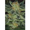 74547 t h seeds skunk xxx regular