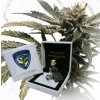 74550 t h seeds limited regular edition purple tangie x birthday cake regular