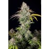 74553 t h seeds underdawg kush feminized