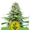 74814 royal queen seeds easy bud feminized autoflowering