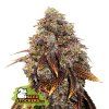74886 seedstockers gelato 41 feminized