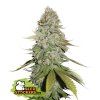 74892 seedstockers gorilla glue feminized