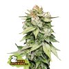 74895 seedstockers gorilla glue auto feminized autoflowering