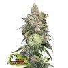 74898 seedstockers girl scout cookies feminized