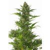 74982 sensi seeds sensi amnesia xxl autoflowering feminized autoflowering