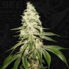 75000 t h seeds mont blanc french cookies x birthday cake x sbc feminized