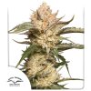 75054 dutch passion auto trichome and cream feminized autoflowering
