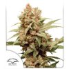 75060 dutch passion cbg force feminized