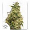 75066 dutch passion thc victory feminized